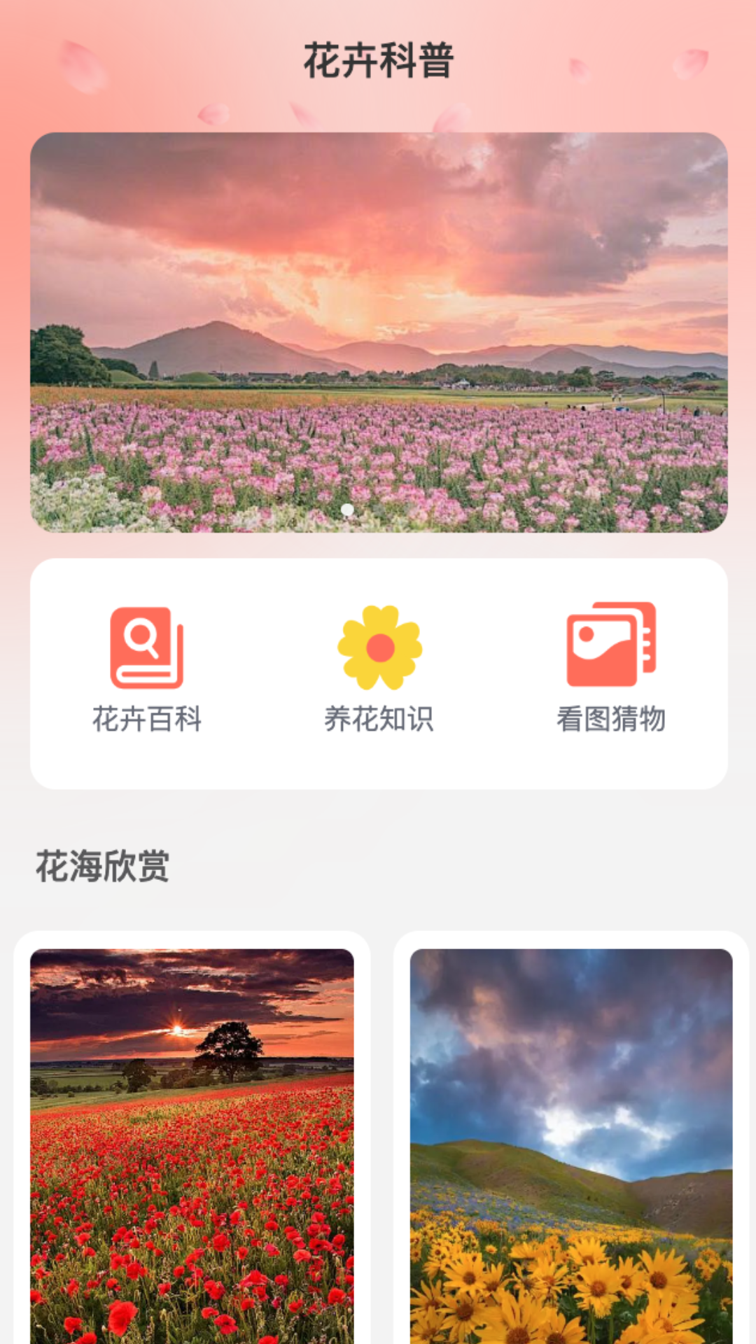 花海流量截图3